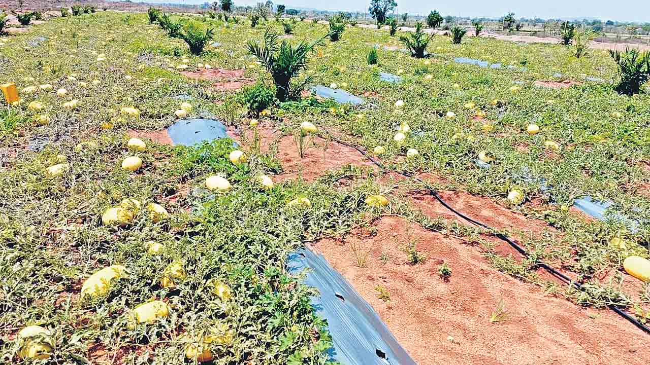 మ‌స్క్ మిల‌న్.. మ‌స్త్ లాభం