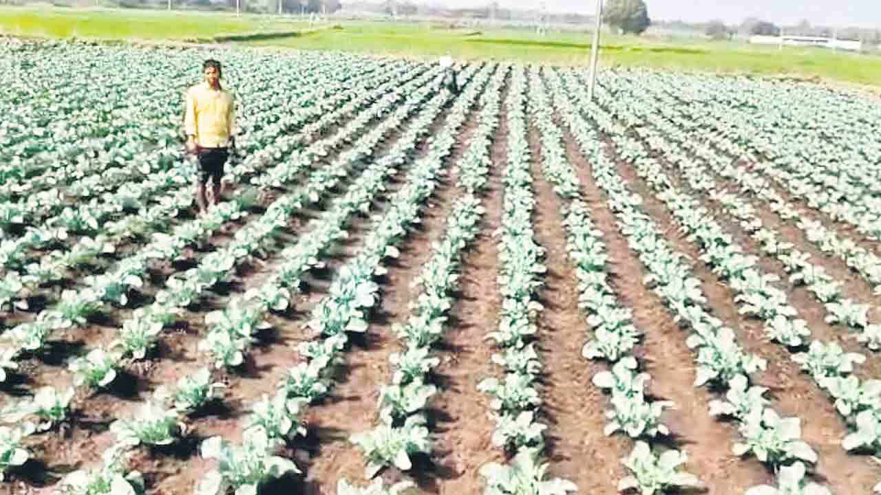 నాలుగేండ్లుగా తీరొక్క కూరగాయలు