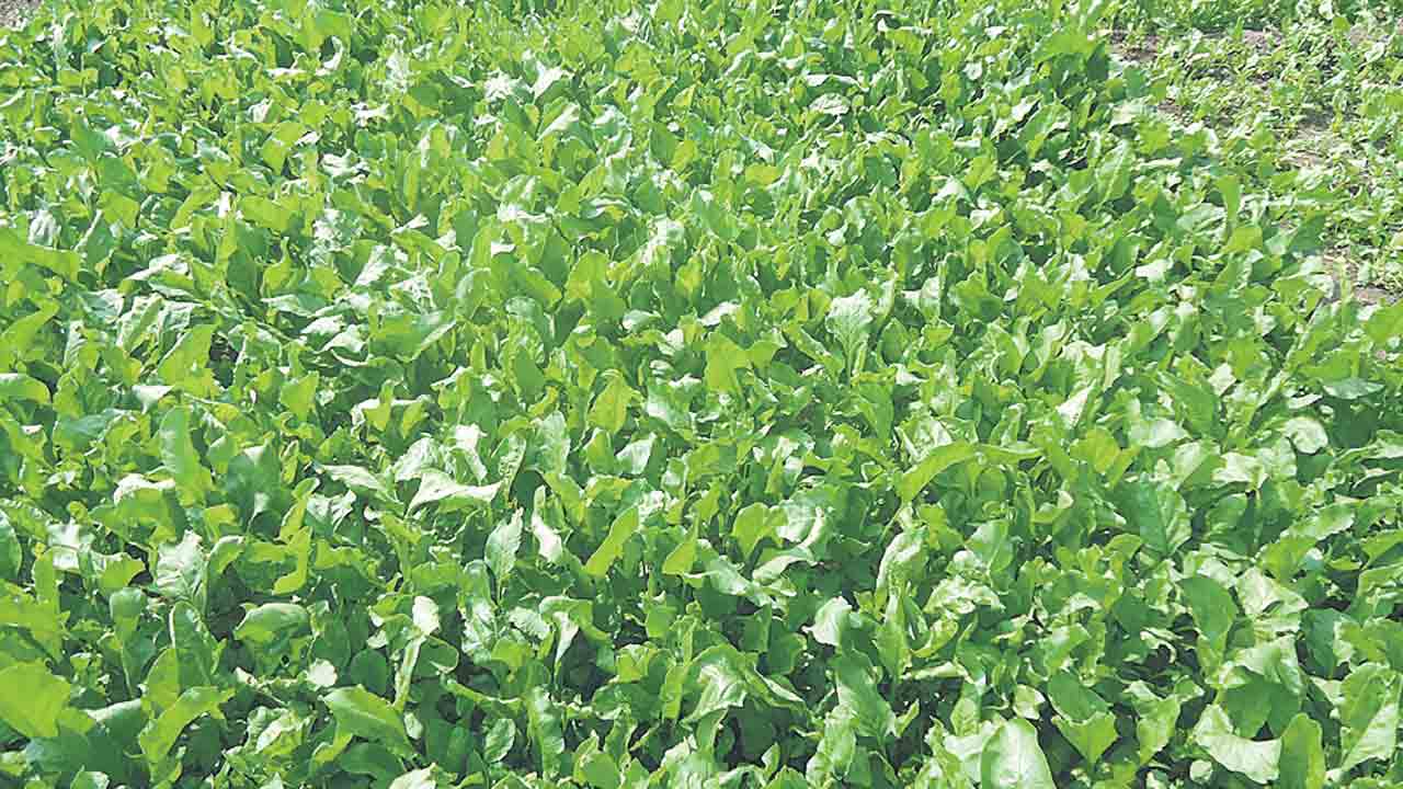 Vegetables |  బోరింగ్‌తండా కూర‌గాయ‌ల సాగే నిండా.. లాభాలు ఆర్జిస్తూ ఇతర పంటల పెట్టుబడికి వినియోగం