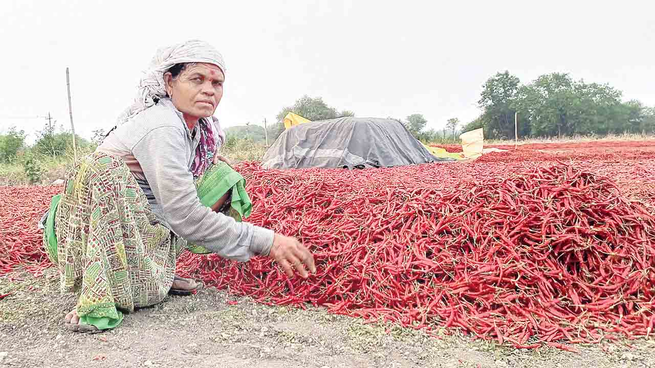 ఎకరాకు 30 క్వింటాళ్ల దిగుబడి
