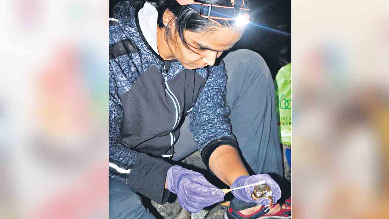 CCMB |  ఉభయచరాల మనుగడను గుర్తించే సరికొత్త విధానాన్ని కనుగొన్న సీసీఎంబీ