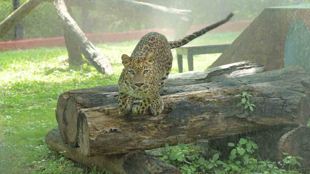 జూలో కూల్ గా…