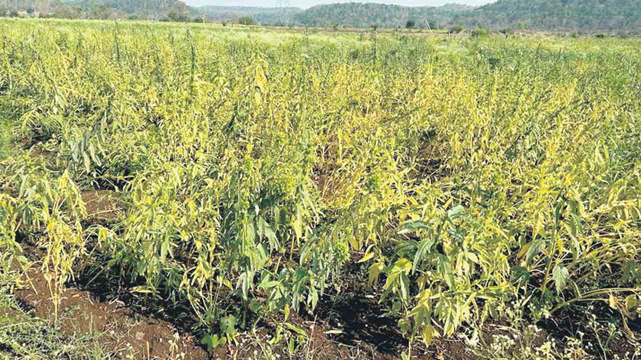 నువ్వుల సిరులు