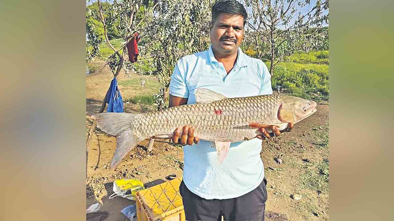 ఎర్రకుంటలో భారీ మీనం