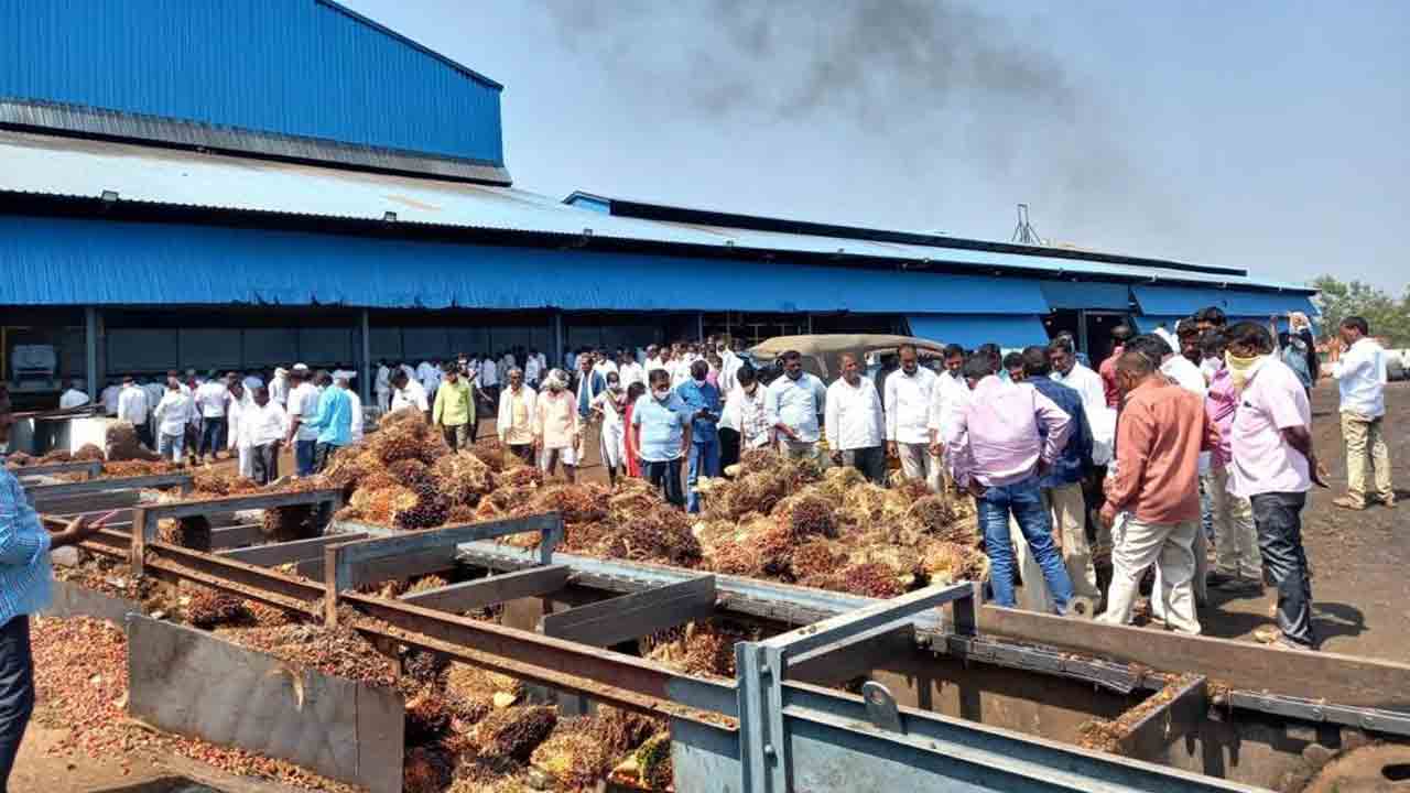 రైతన్న చూపు.. ఆయిల్‌పామ్‌ వైపు