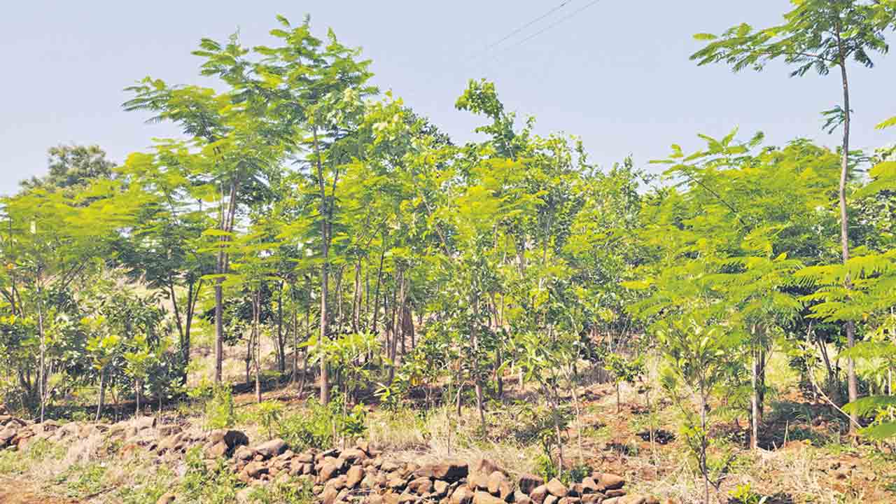 మొక్క‌వోని దీక్ష‌తో..