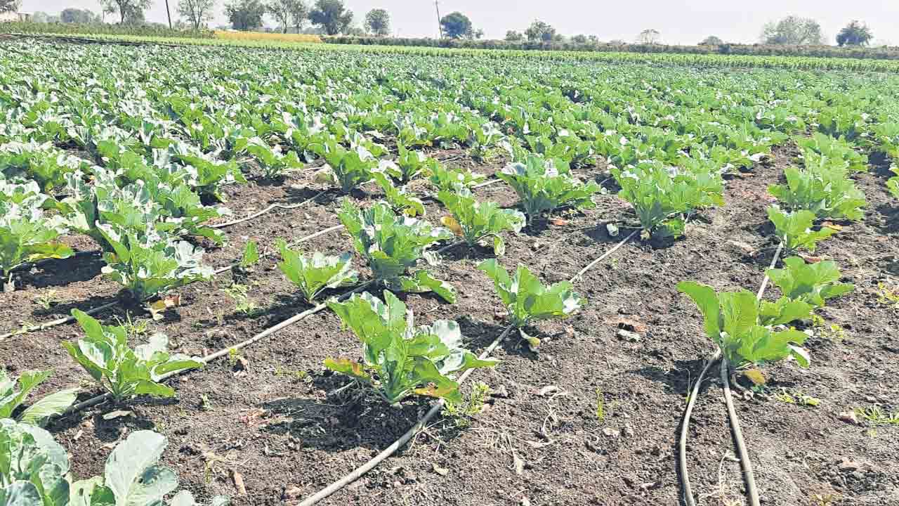 డ్రిప్ విధానం.. రైతుకు వ‌రం