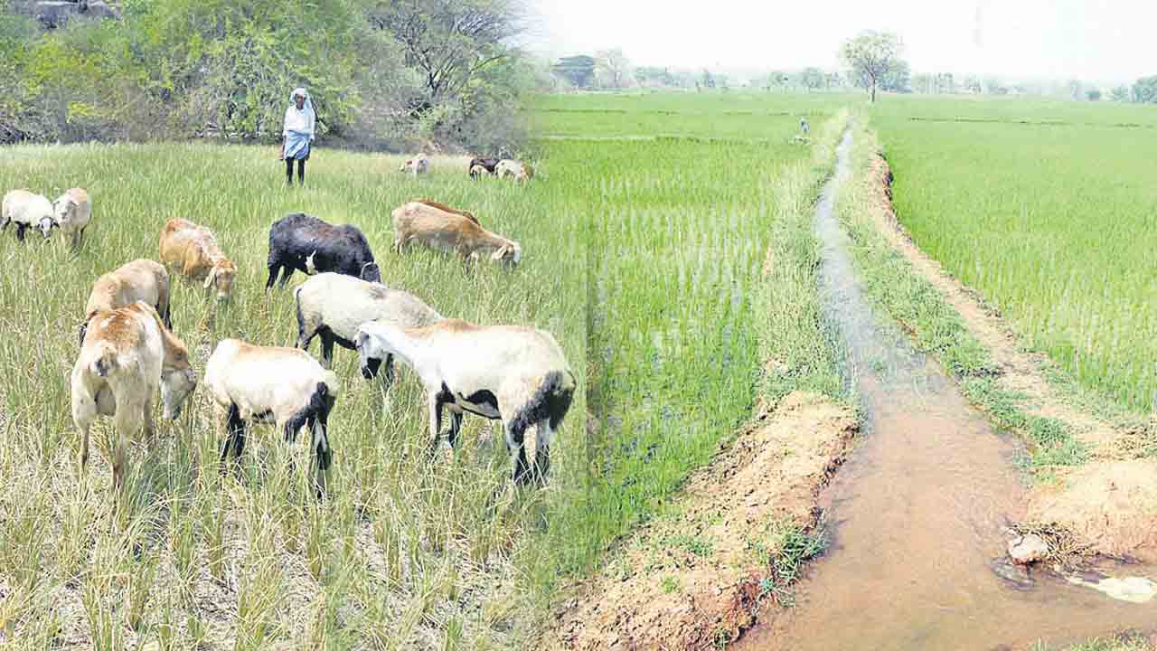 కొలనూర్‌ మారిందిలా..