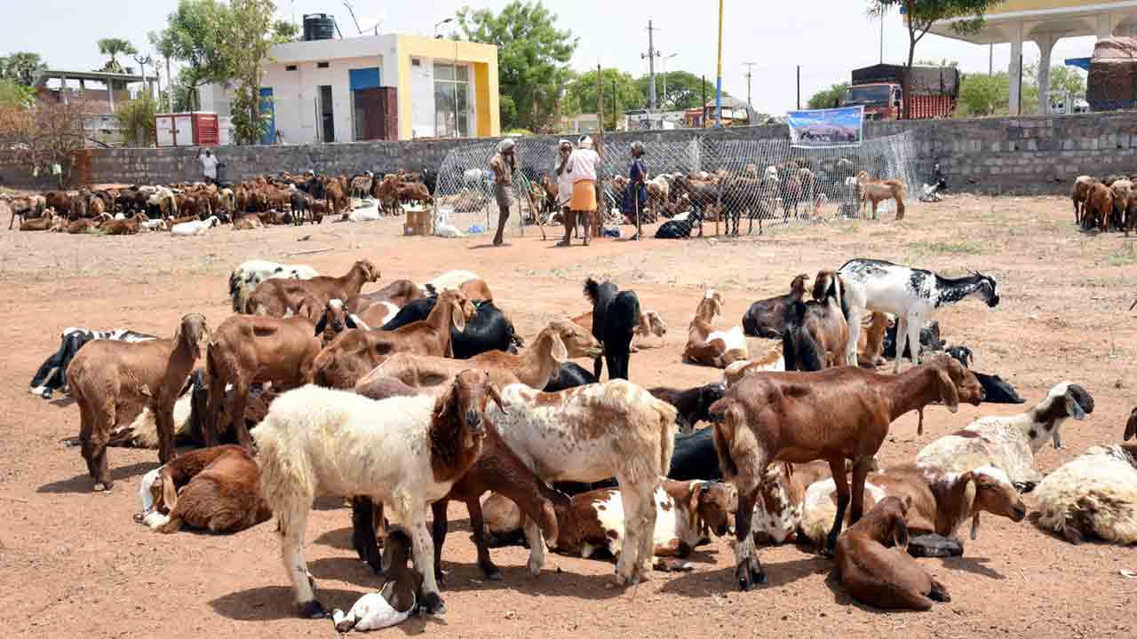 ఎండాకాలం.. జీవాలు పైలం