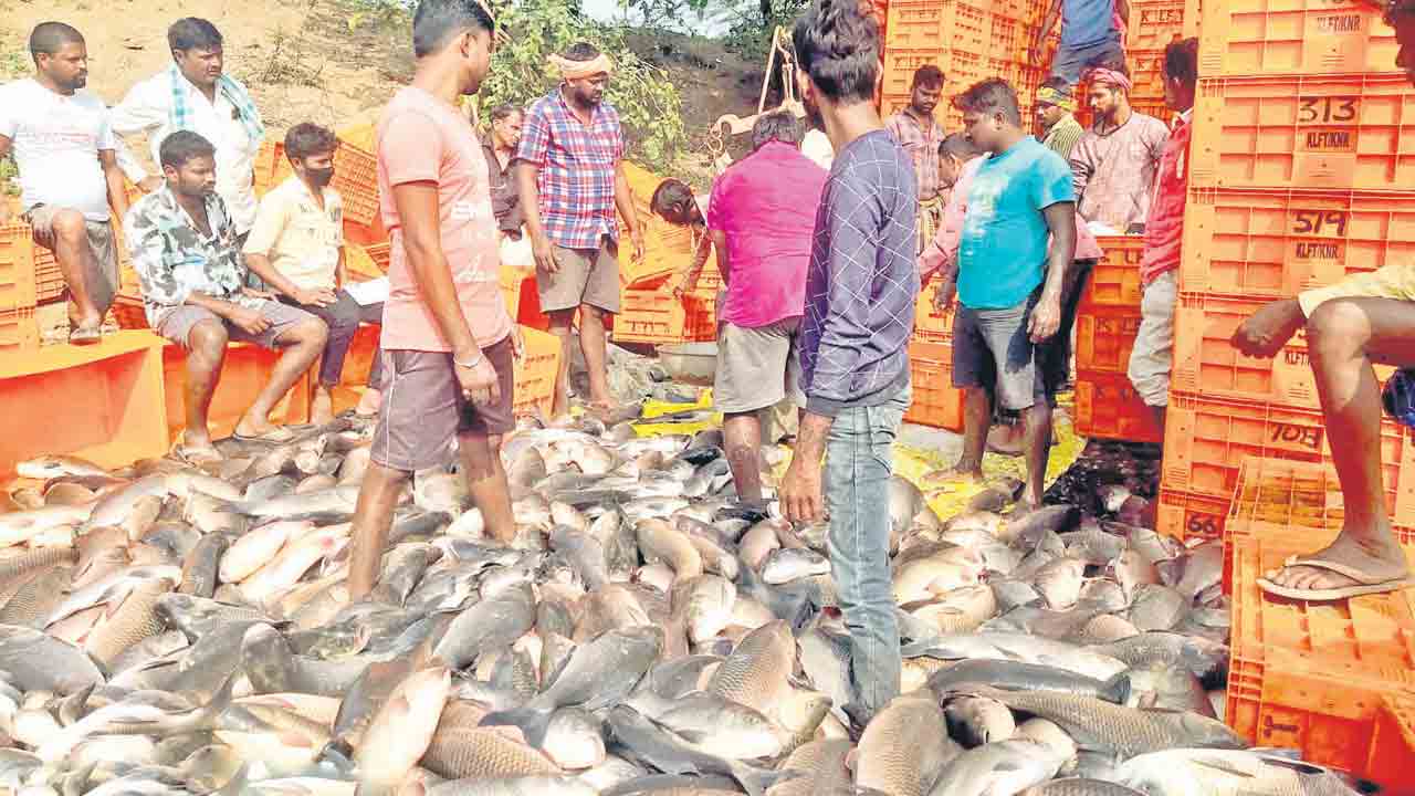 చేపలే చేపలు