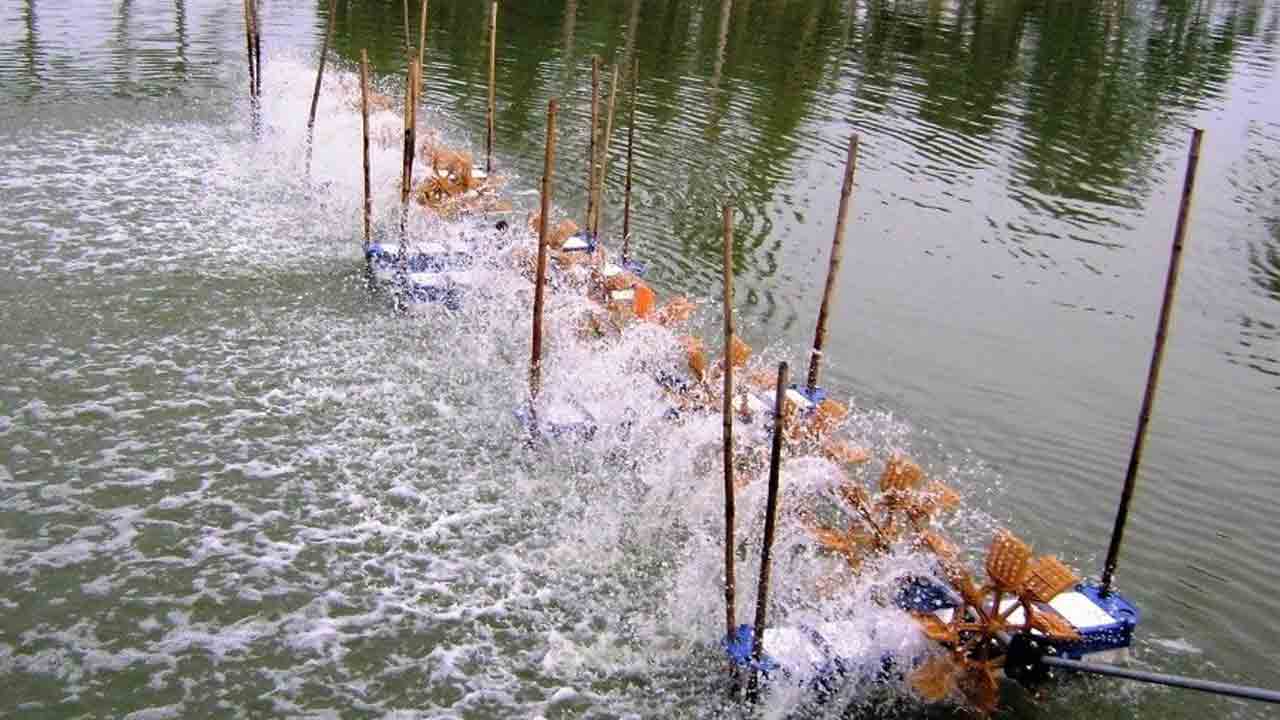 వేసవిలో చేపలు జాగ్రత్త