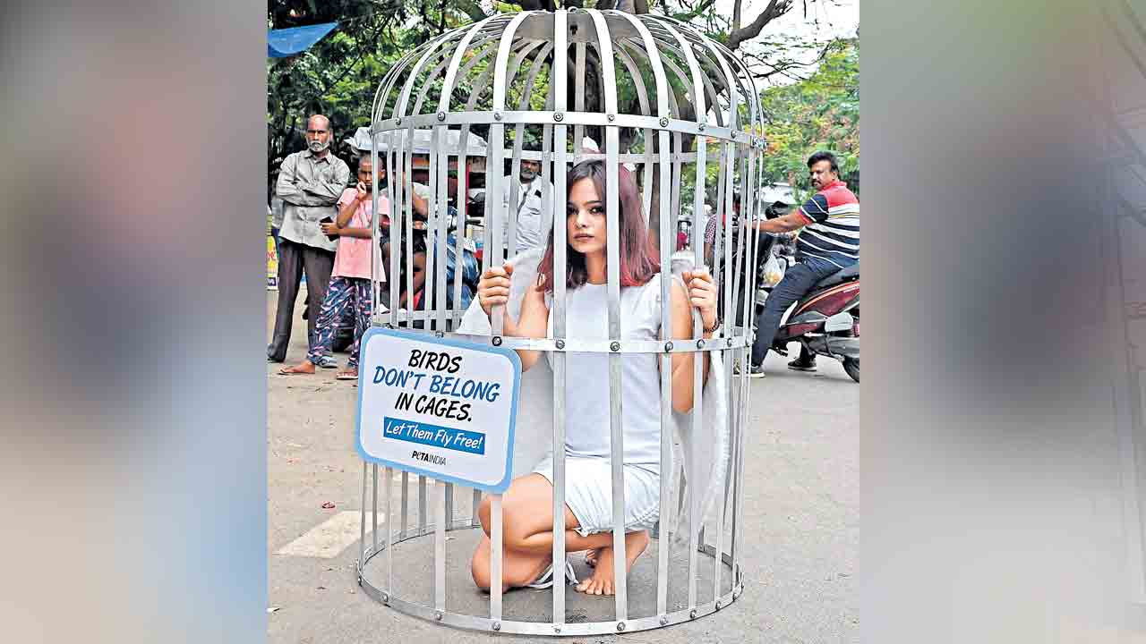 రెక్కలకు స్వేచ్ఛనివ్వాలి