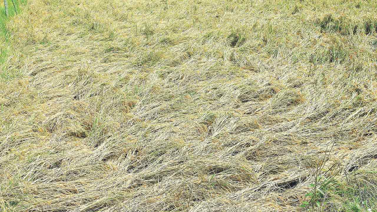 అన్నదాతకు ఆలంబన కేసీఆర్‌