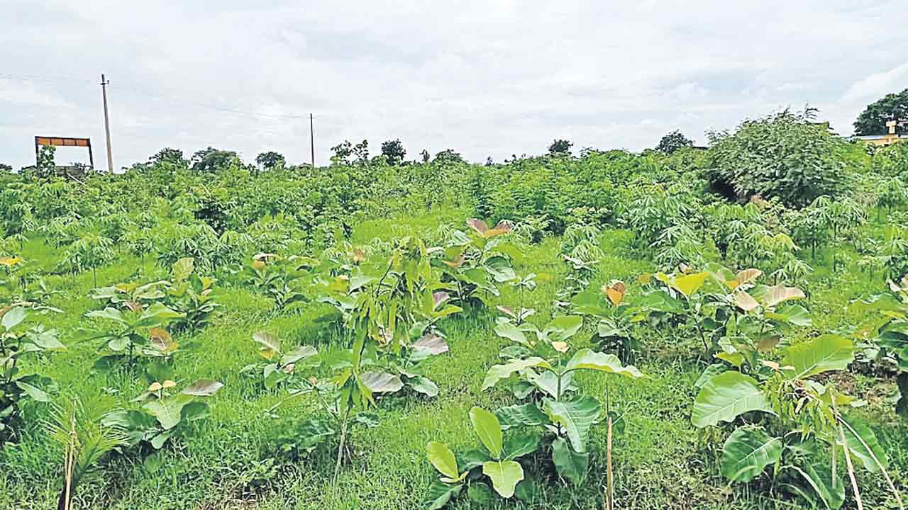 వెల్లివిరిసిన వన శోభ