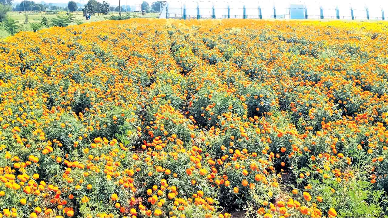 బంతిని సాగు దిగుబడి బాగు