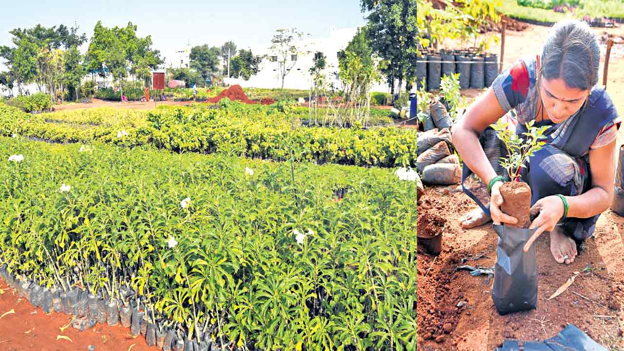 హరితహారానికి..సన్నద్ధం