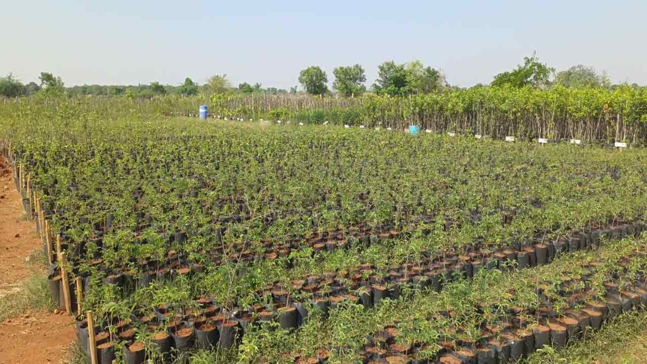 పచ్చదనమే లక్ష్యంగా ముందుకు..