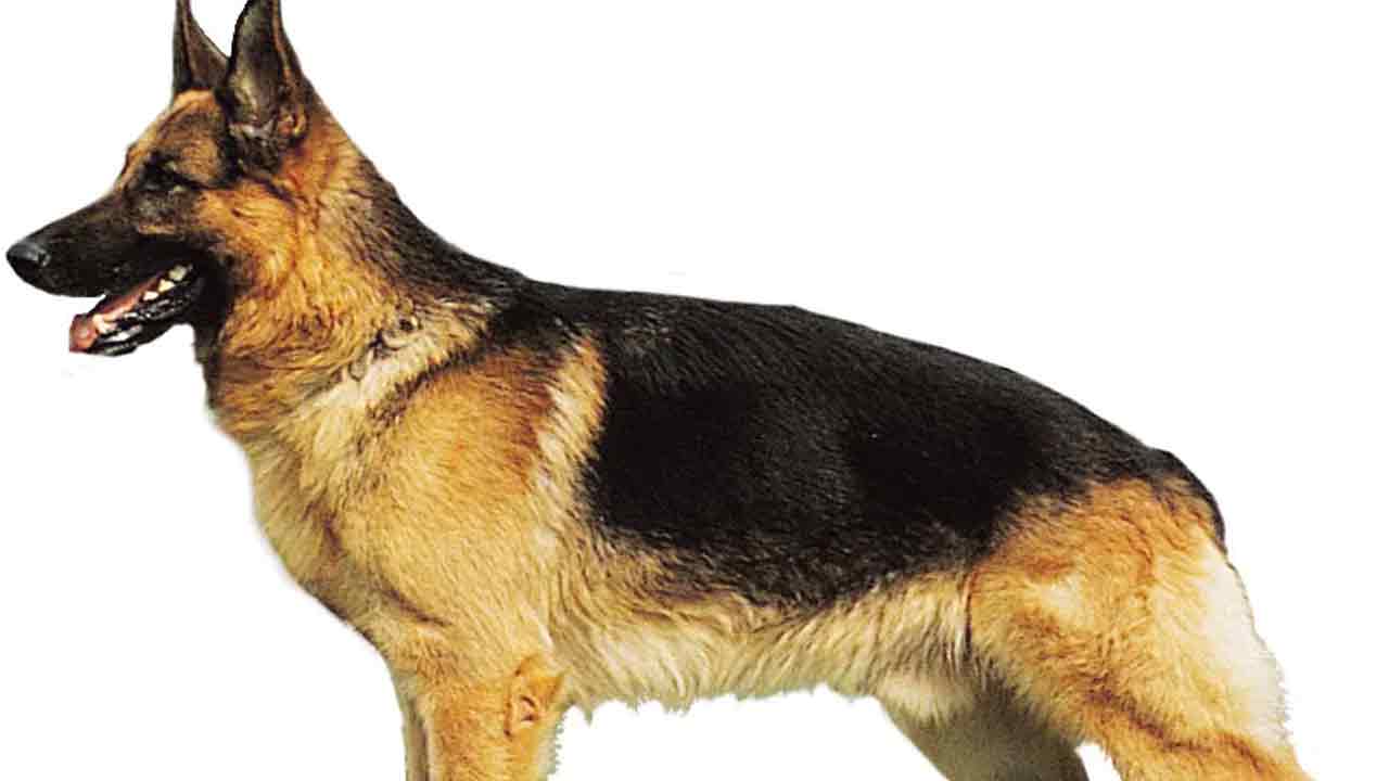 వీధి కుక్కల దాడిలో 13 మందికి గాయాలు