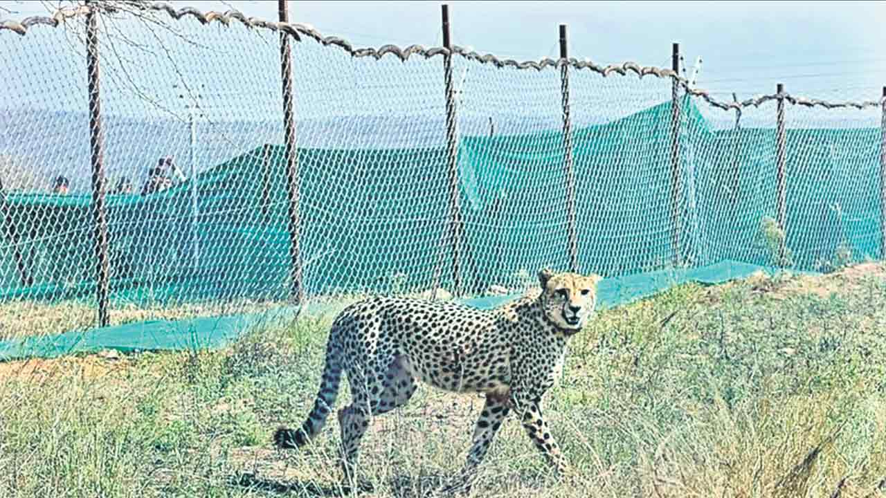 కేంద్రం నిర్లక్ష్యం.. వన్యప్రాణులకు శాపం