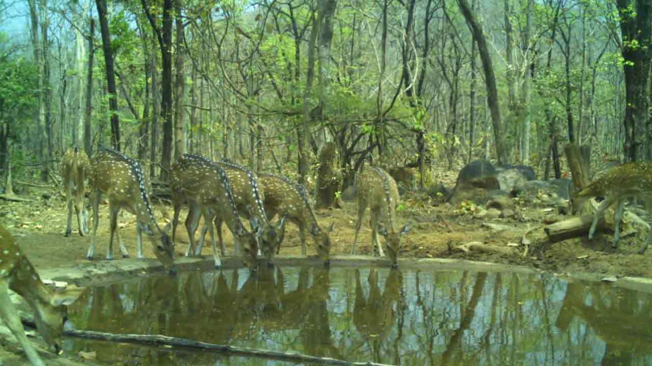 వన్యప్రాణుల సంరక్షణకు చర్యలు