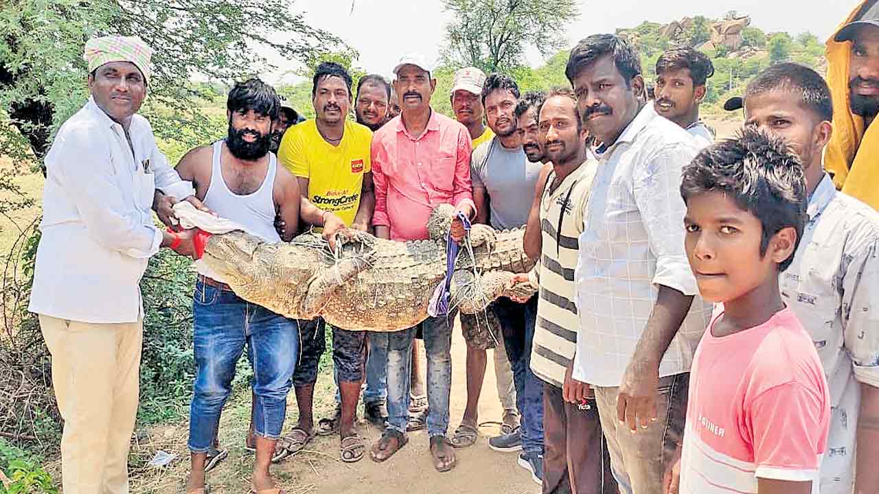 మొసలి కలకలం