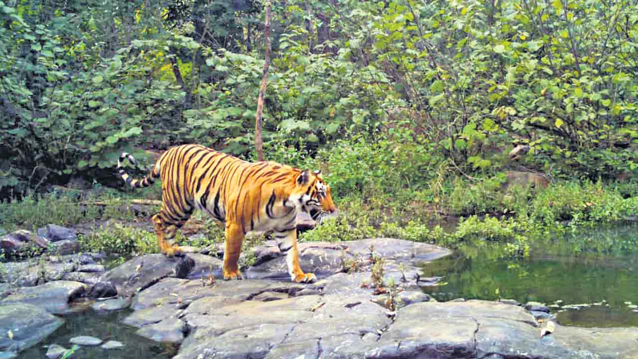 Tigers | పల్నాడులో పులుల జాడలు.. నాగార్జునసాగర్‌ రిజర్వ్‌ వైపు పయనం?