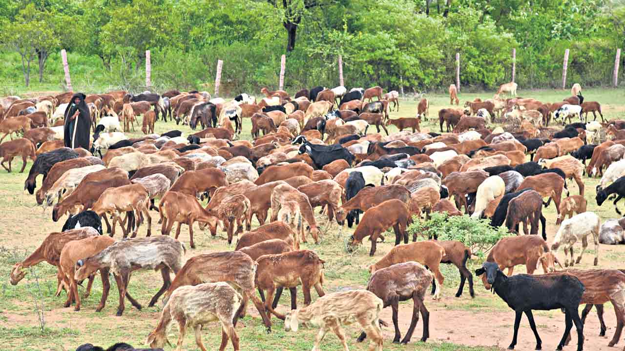 5 నుంచి గొర్రెల పంపిణీ