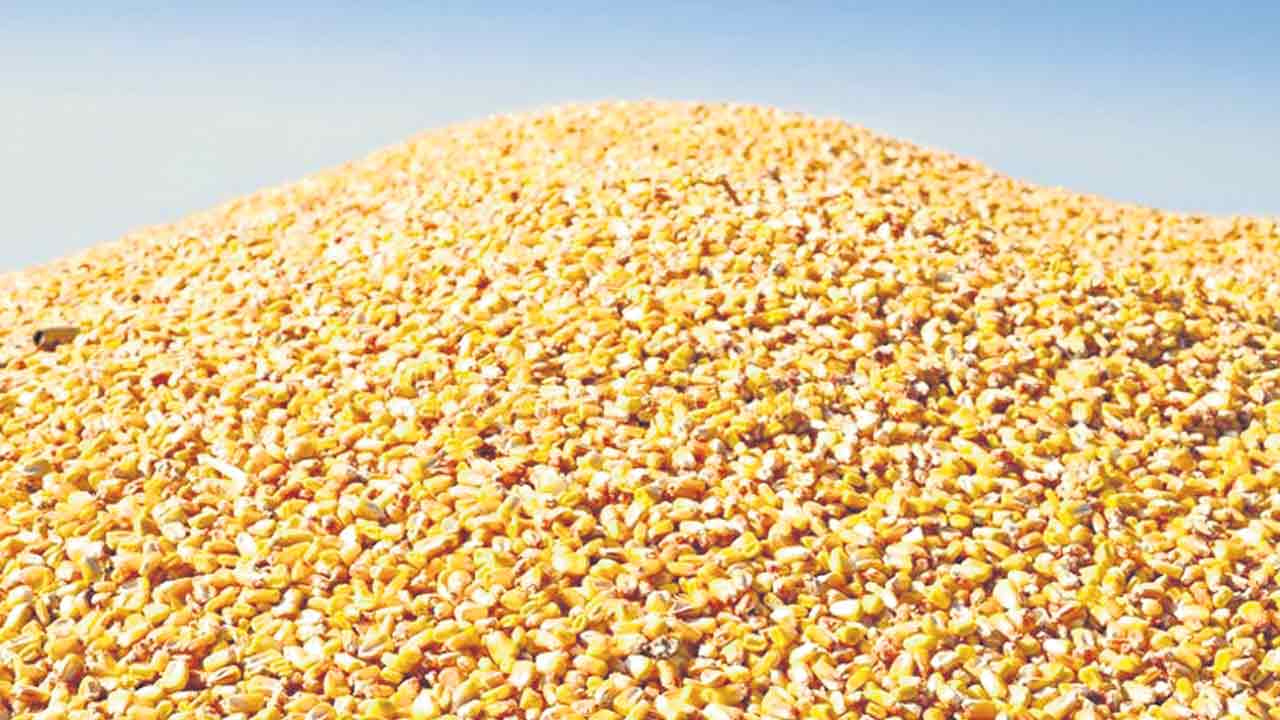 ఊపందుకున్న మక్కల కొనుగోళ్లు