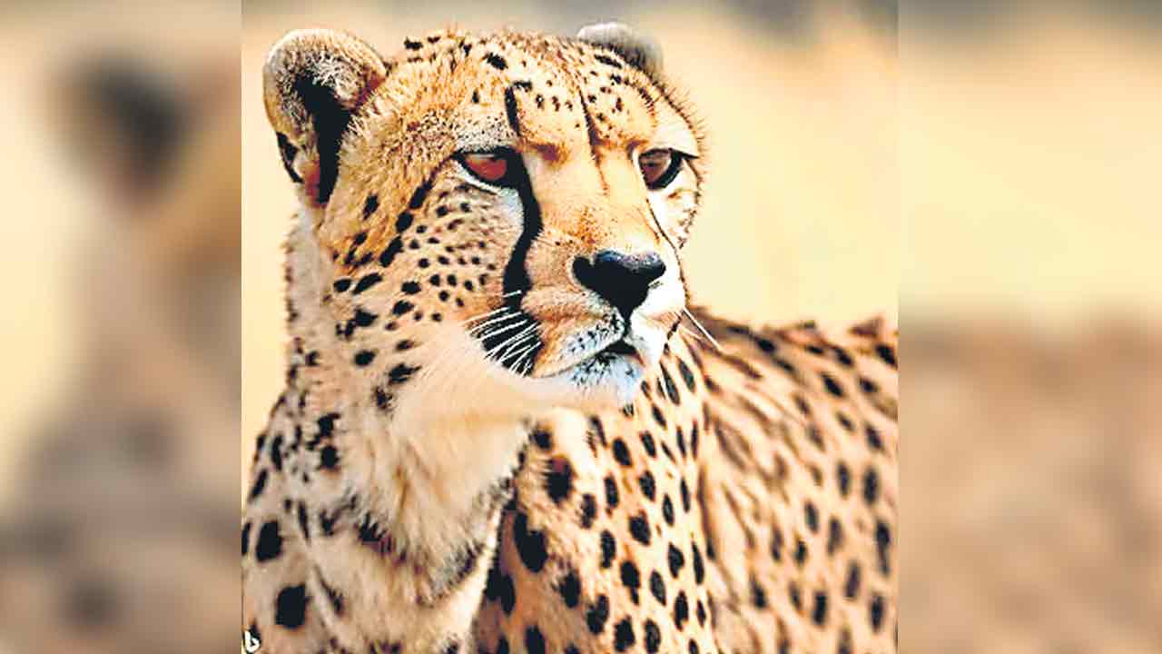 Cheetah | 3 నెలలు.. 3 చీతాలు మృతి.. మోదీపై తీవ్ర విమ‌ర్శ‌లు..!