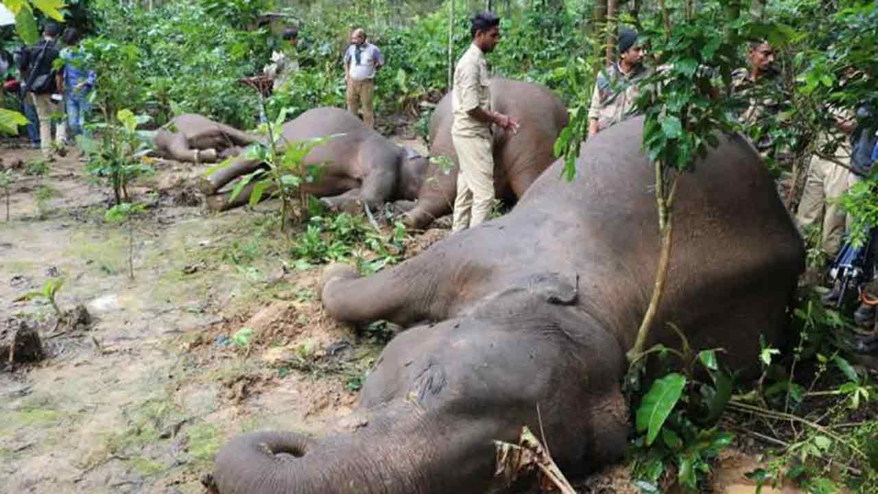 విద్యుదాఘాతంతో 4 ఏనుగులు మృతి