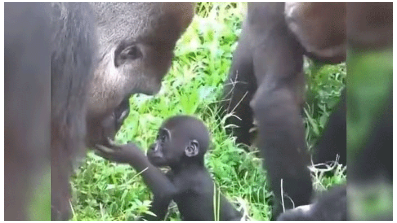 Viral Video | తొలిసారి తండ్రిని క‌లిసిన బేబీ గొరిల్లా : ఎమోష‌న‌ల్ వీడియోకు నెటిజ‌న్లు ఫిదా