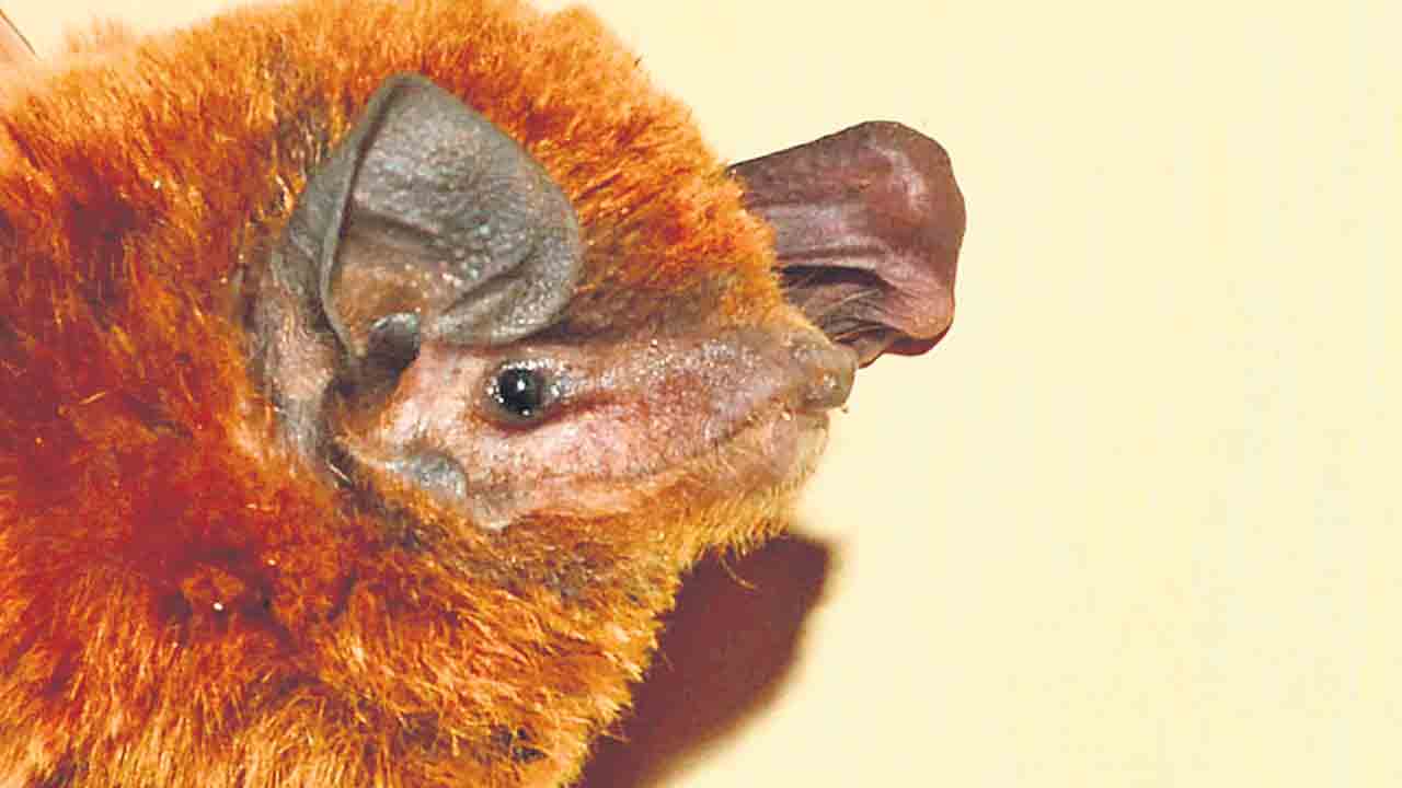 Bats |  కర్ణాటకలో అరుదైన గబ్బిలం.. శరీరం కంటే రెండున్నర రెట్లు ఎక్కువ పొడవున్న రెక్కలు