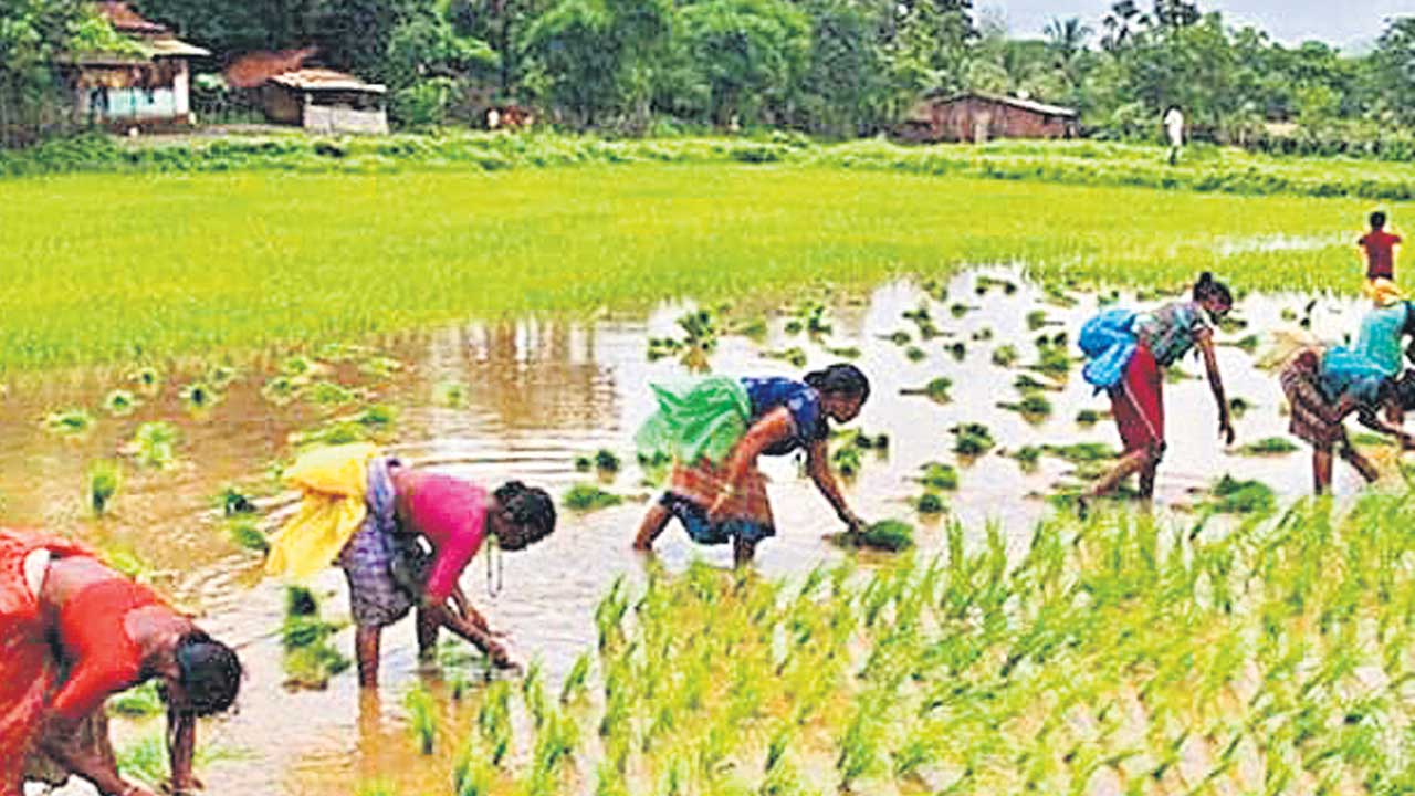 CRIDA |  సాగు బాగుపడేలా.. రైతుల స్థితిగతులపై క్షేత్రస్థాయి అధ్యయనం
