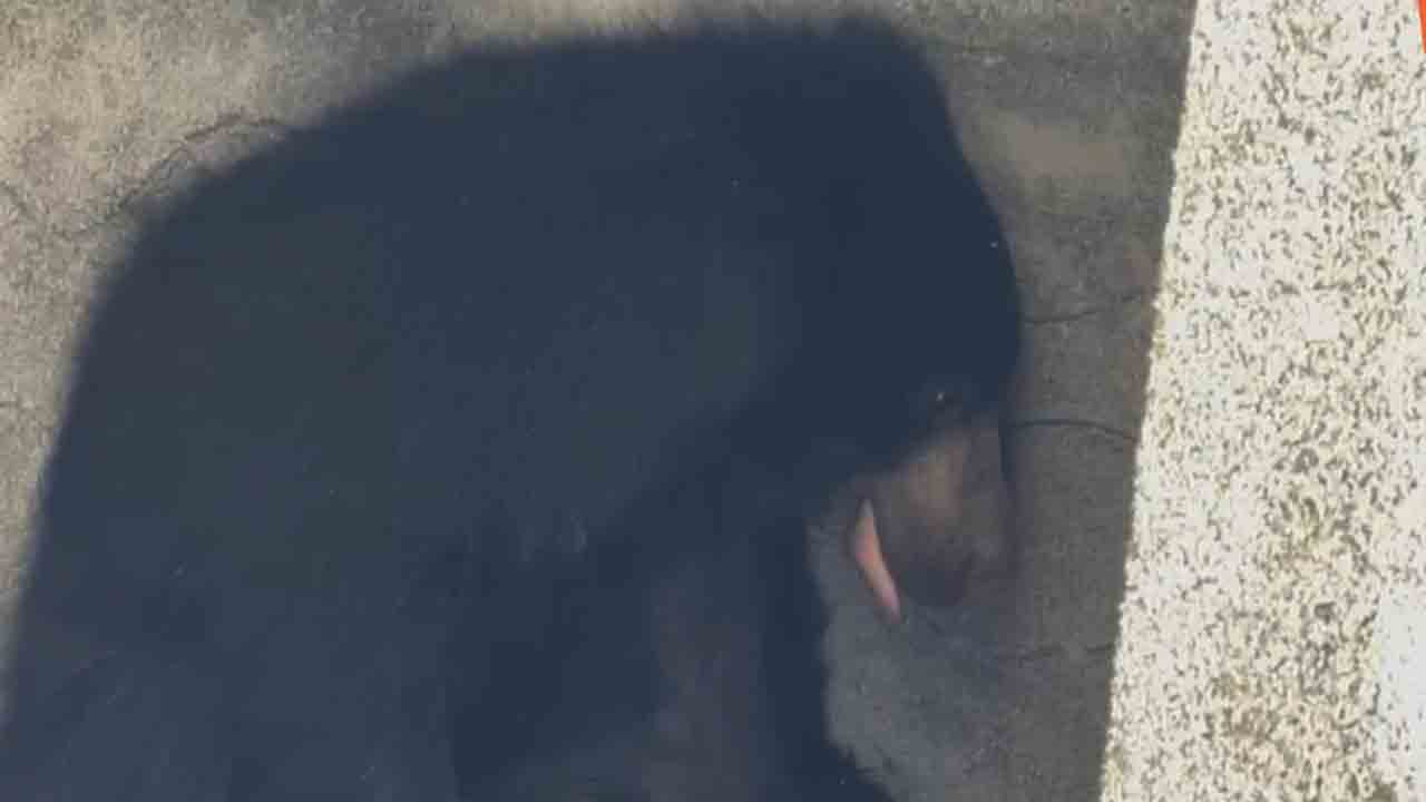 Bear in Suryapet | సూర్యాపేటలో ఎలుగుబంటి.. ఆరు గంట‌లు కష్టపడి ప‌ట్టుకున్న రెస్క్యూ టీం