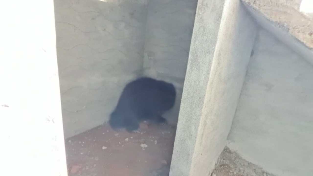 Bear | సూర్యాపేటలో ఎలుగుబంటి హల్‌చల్‌..!