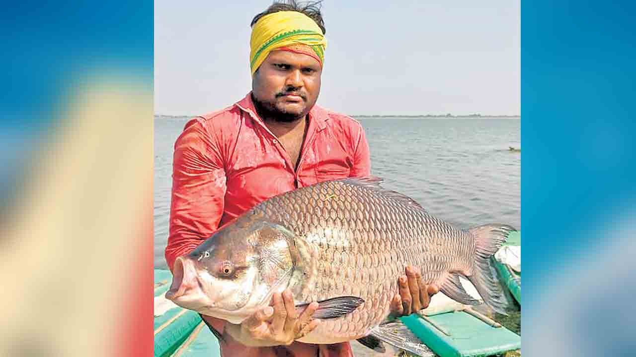 వావ్‌.. 26 కిలోల చేప