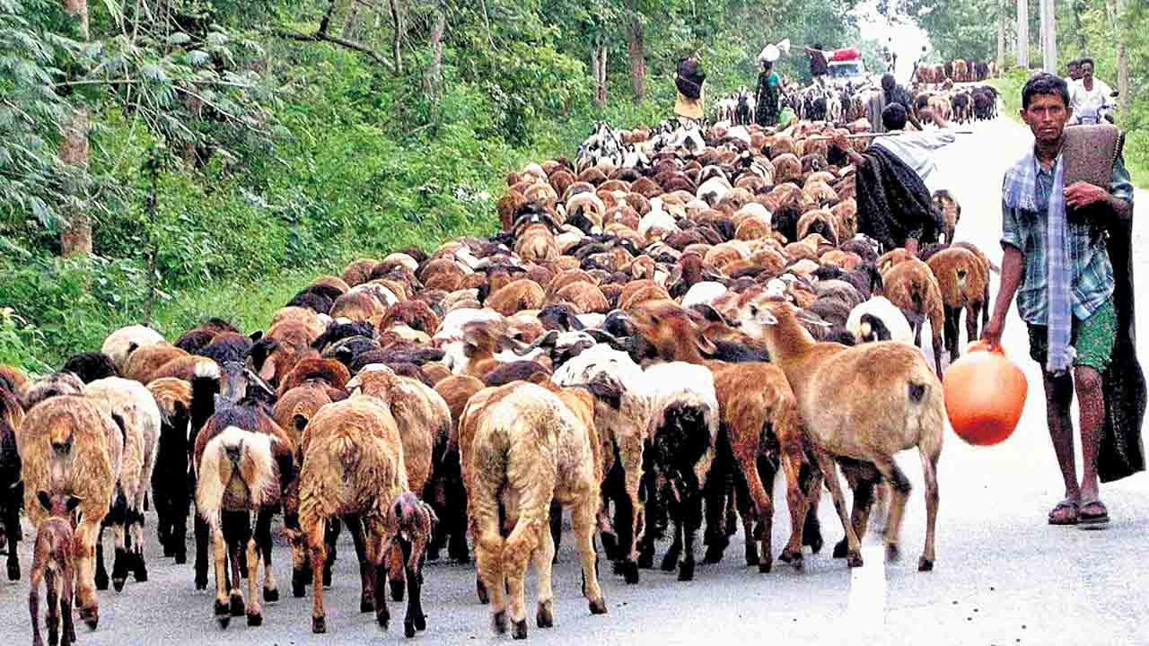 జీవాల వలస.. జాగ్రత్తలు తెలుసా..!