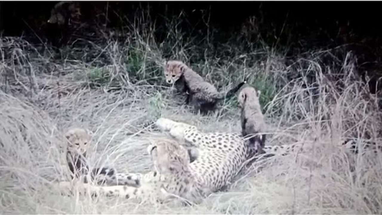 Kuno National Park | కునో పార్క్‌లో చిరుత పిల్ల మృతి..!