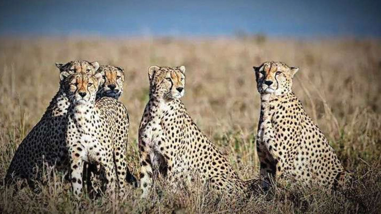 చీతాల ఆవాసానికి కునో పార్కు సరిపోదు