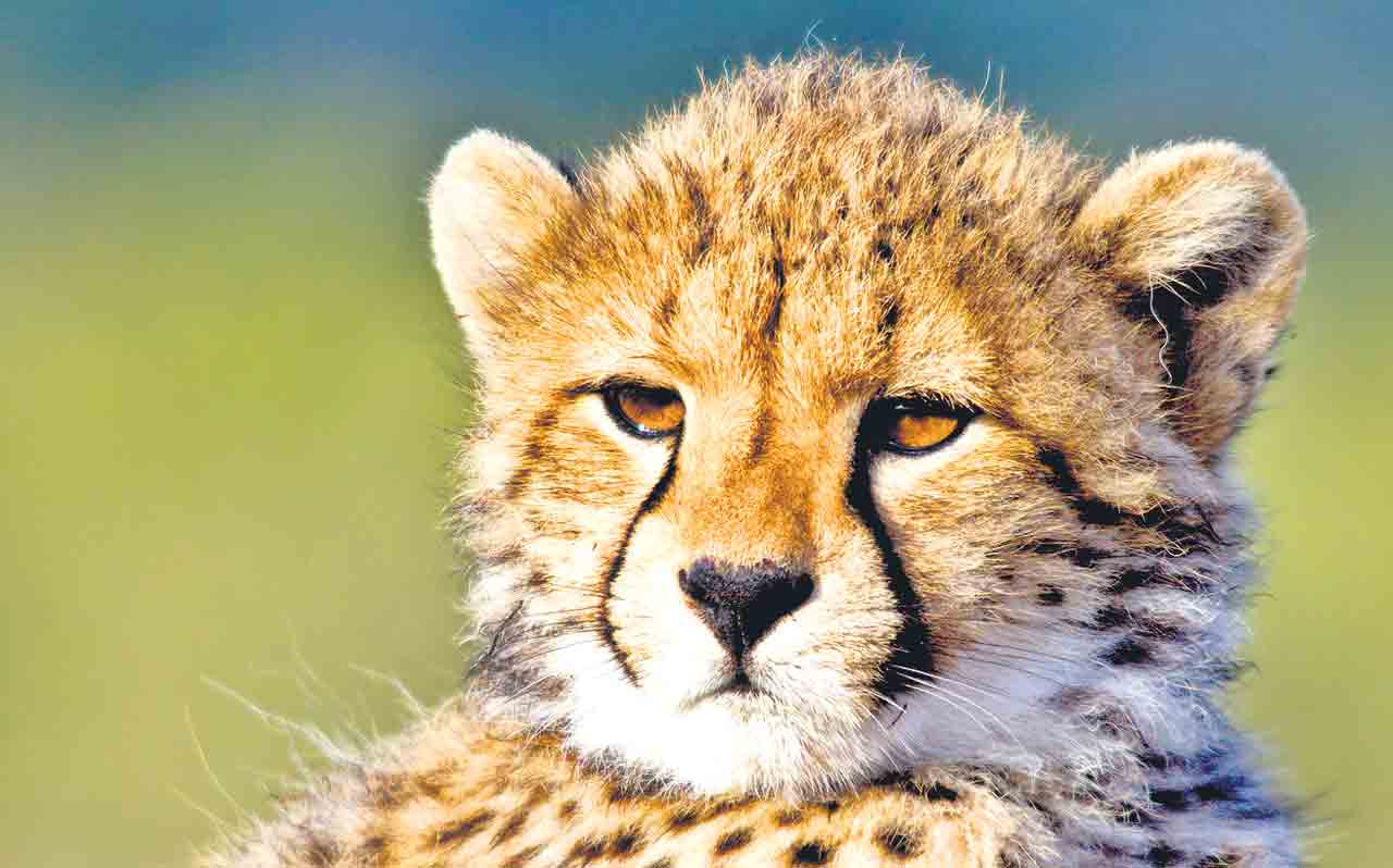 Cheetahs |  చీతాలకు చితిపేర్చిందెవరు.. కునో పార్కు అనువైనది కాదని పర్యావరణవేత్తలు మొత్తుకొన్నా అక్కడే వదిలిన ప్రధాని మోదీ