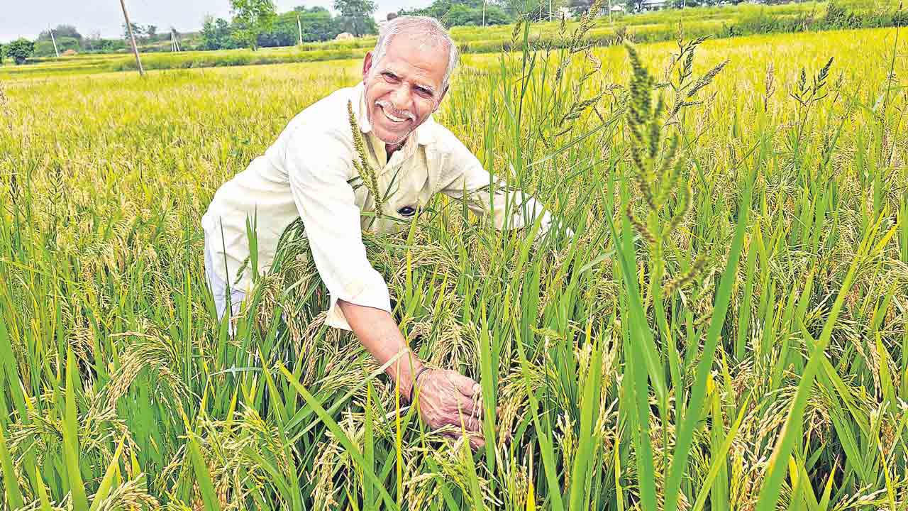 నాడు కరువు నేల.. నేడు సిరిసిల్ల