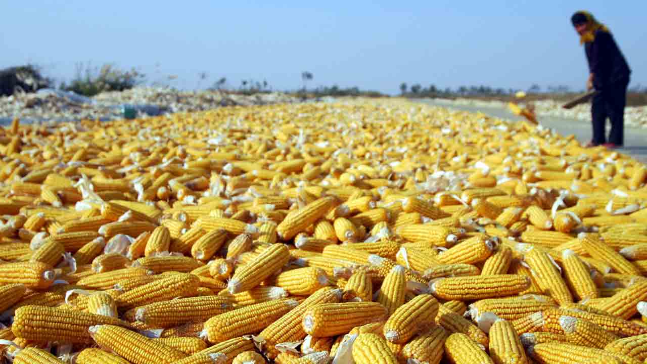 చైనాలో తొలి జన్యు సవరణ పంట