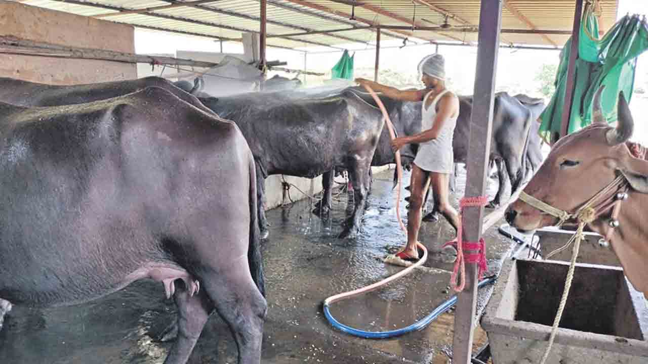 వేసవి కాలం.. పశువులు పైలం