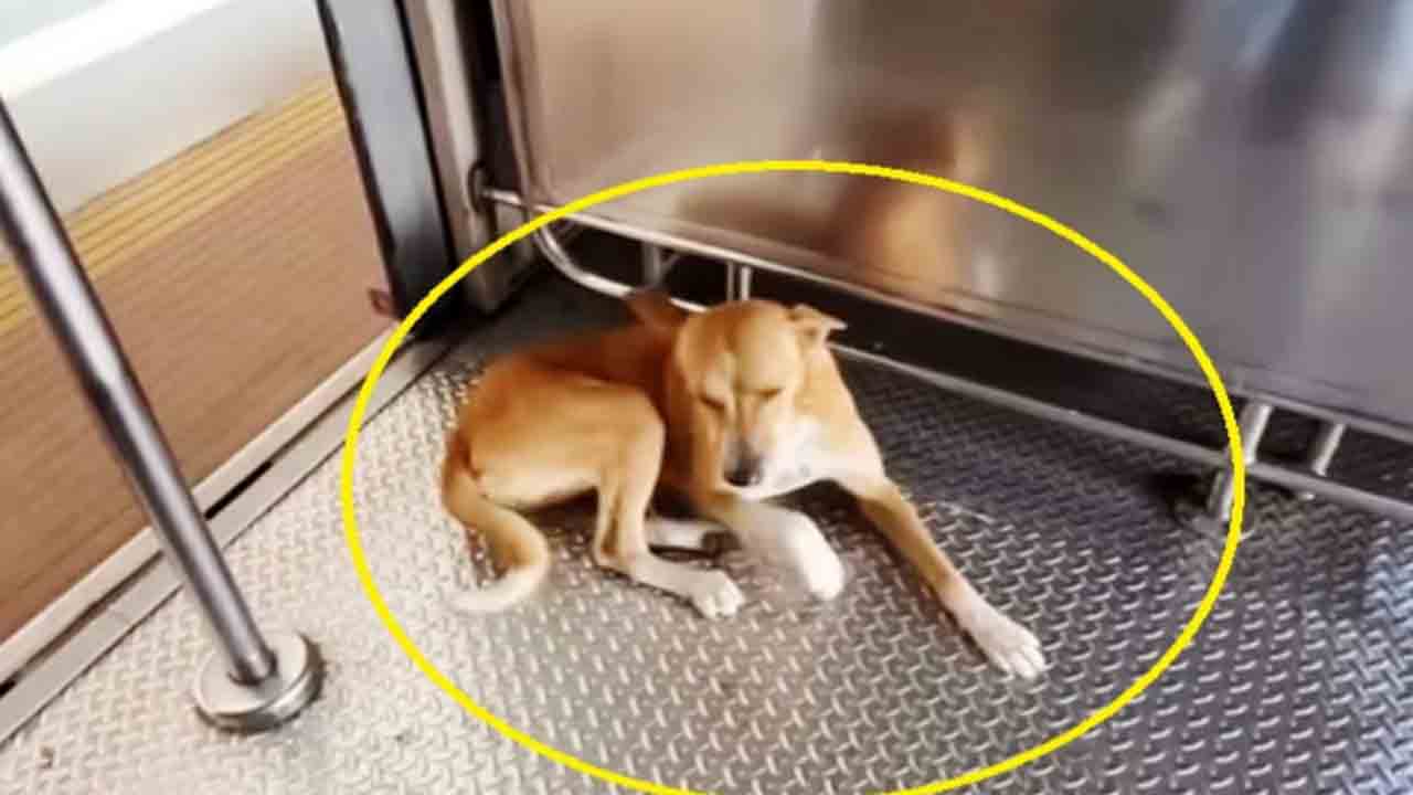 Watch: ప్రతి రోజూ లోకల్‌ రైలులో ప్రయాణిస్తున్న కుక్క.. వీడియో వైరల్‌