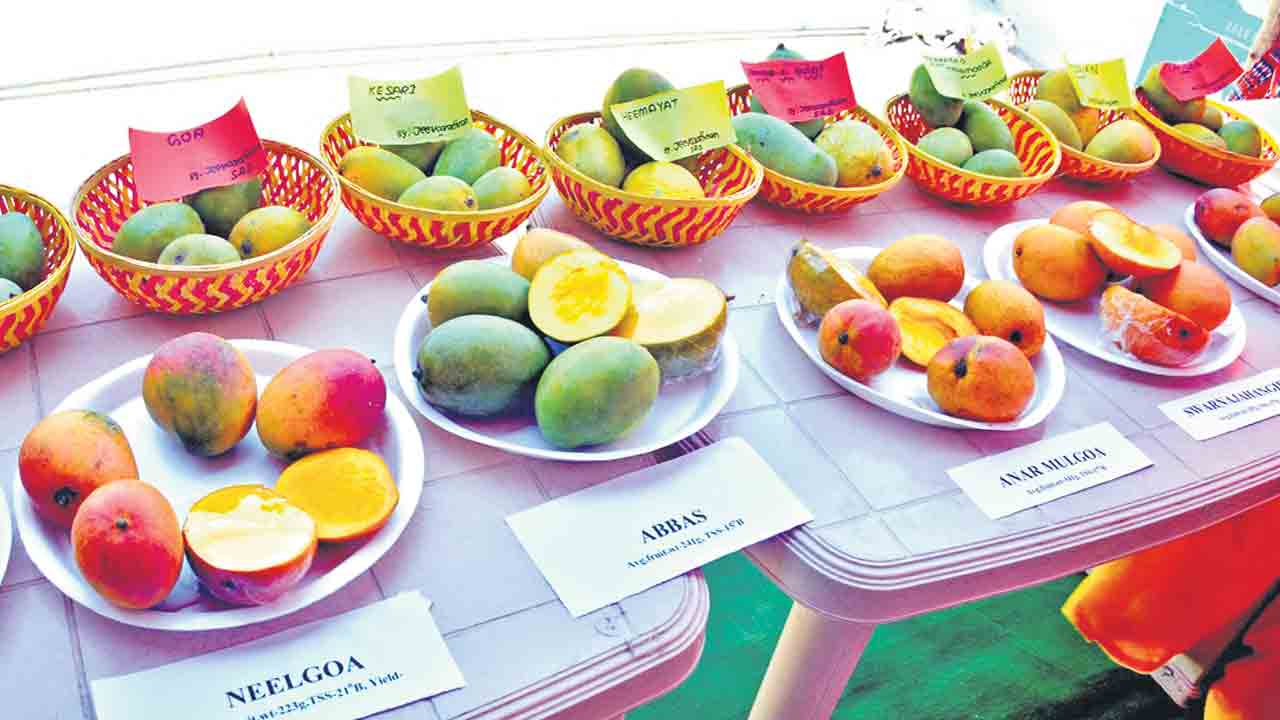 Sangareddy |  సంగారెడ్డిలో ఆకట్టుకున్న ప్రదర్శన.. నోరూరించిన 77 రకాల మామిడి పండ్లు