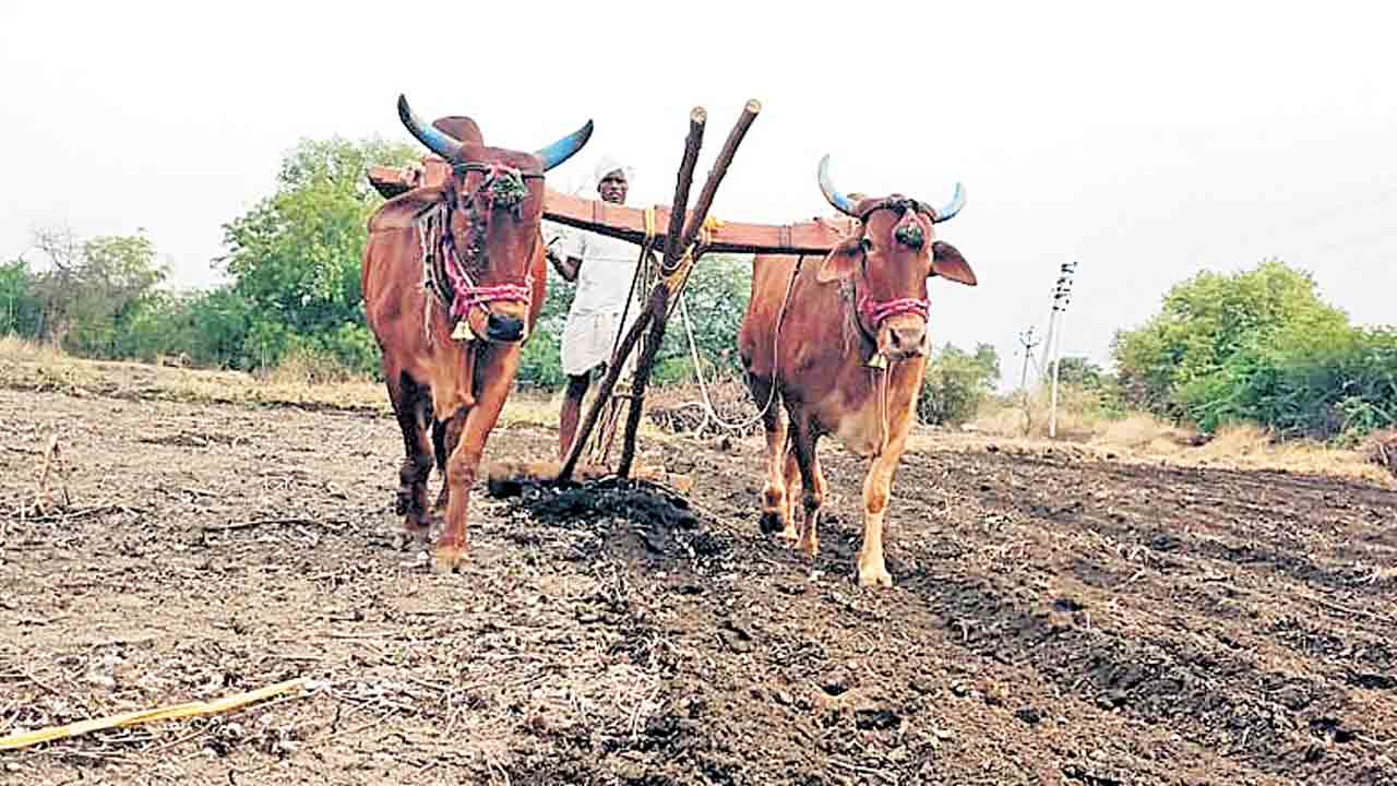 జోరుగా దుక్కులు