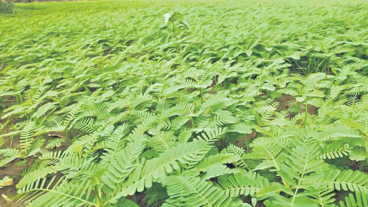 జీలుగ సాగు.. ఫలితాలు బాగు