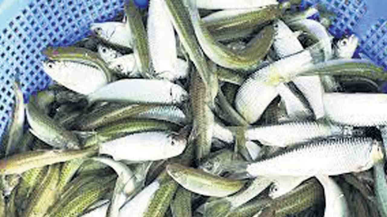 Fish |  107 కోట్లతో 95 కోట్ల చేప పిల్లలు.. ఈ ఏడాది పంపిణీకి ప్రణాళిక సిద్ధం