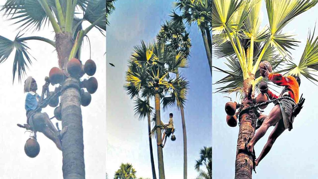 జిడ్కా మికా