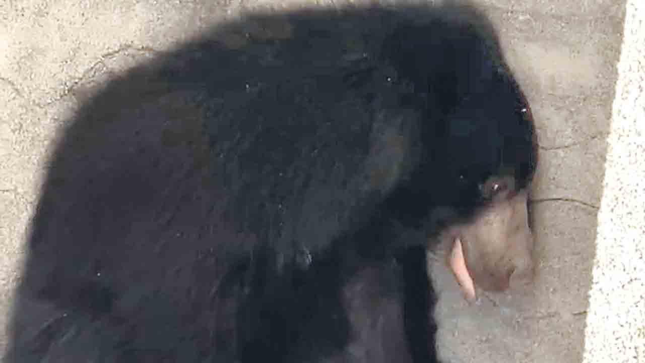 జనావాసాల్లోకి గుడ్డెలుగు